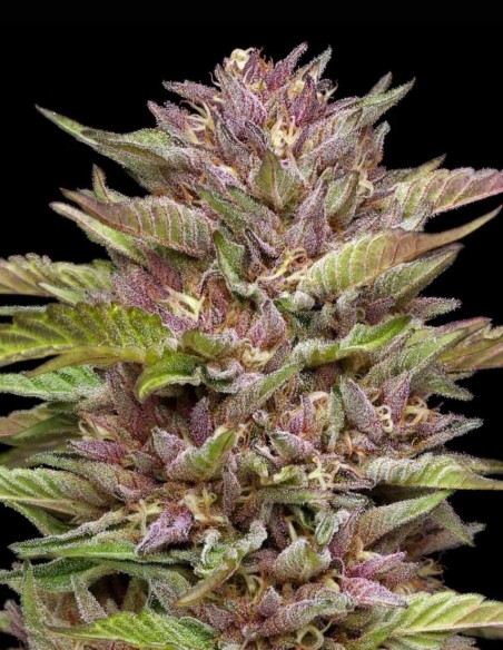 Semi Pineapple Muffin Auto (Humboldt) 🍍 Tropicale