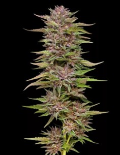 Semi Pineapple Muffin Auto (Humboldt) 🍍 Tropicale 2