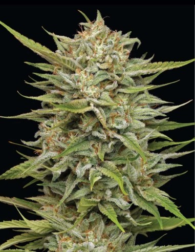 OG Kush Auto Seeds (Humboldt) 🌿 Timeless Kush