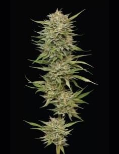 Semillas OG Kush Auto (Humboldt) 🌿 Kush Atemporal 2