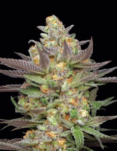 Semillas Mint Jelly Auto (Humboldt) 🧁 Terpenos de Postre