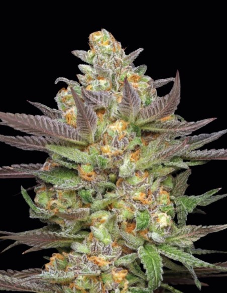 Semillas Mint Jelly Auto (Humboldt) 🧁 Terpenos de Postre