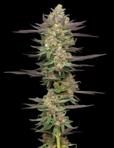 Semillas Mint Jelly Auto (Humboldt) 🧁 Terpenos de Postre 2