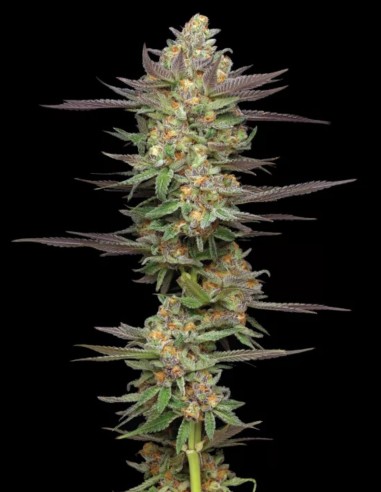 Semillas Mint Jelly Auto (Humboldt) 🧁 Terpenos de Postre