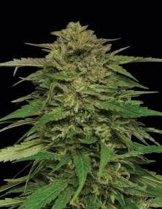 Semillas Mango Sherbert Auto (Humboldt) 🍊 Tropical