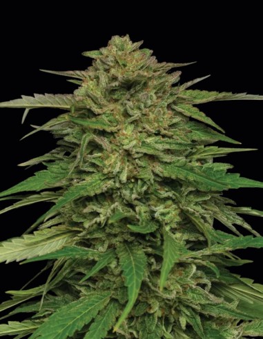 Semillas Mango Sherbert Auto (Humboldt) 🍊 Tropical
