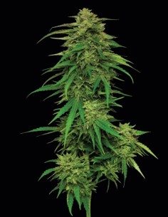 Semillas Mango Sherbert Auto (Humboldt) 🍊 Tropical 2
