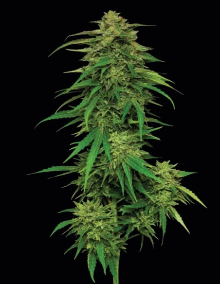 Semillas Mango Sherbert Auto (Humboldt) 🍊 Tropical