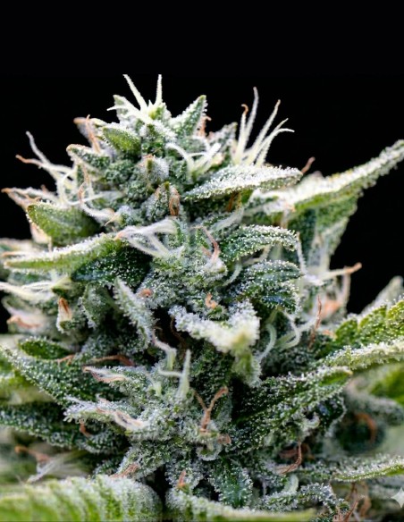 Magic Melon Auto Seeds (Humboldt) 🍈 Sweet Funk