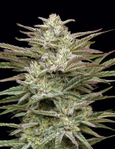 Semi Jelly Donutz Auto (Humboldt) 🍩 Alto THC