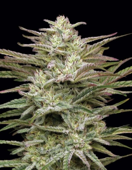 Semi Jelly Donutz Auto (Humboldt) 🍩 Alto THC