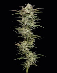 Semi Jelly Donutz Auto (Humboldt) 🍩 Alto THC 2