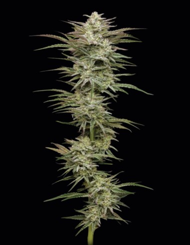 Semi Jelly Donutz Auto (Humboldt) 🍩 Alto THC