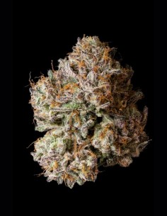 Semillas Obsidian (Wizard Trees) ❄️ Potencia Escarchada 2