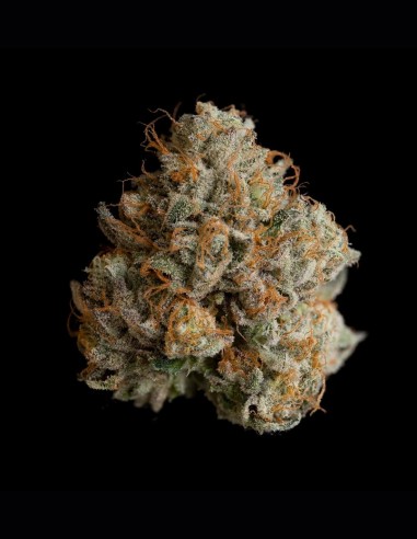 Night Ritual Seeds (Wizard Trees) 🌴 Tropical Relax