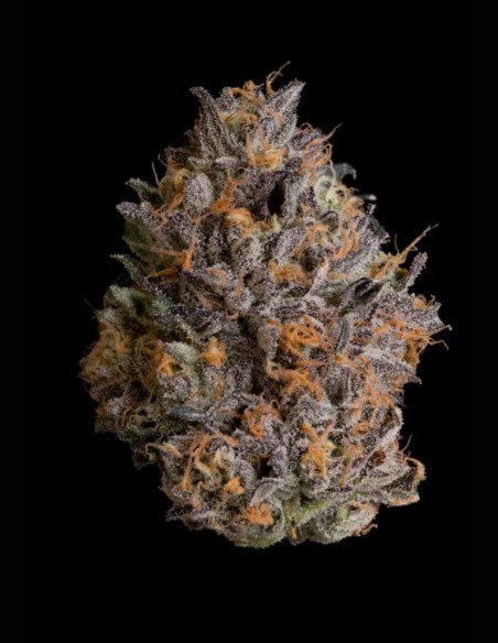 Black Bow Seeds (Wizard Trees) 🌿 High Yield