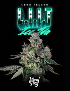 Semillas L.I.I.T. (Wizard Trees) 💥 Sour Alto THC