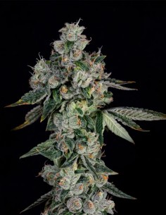 Semillas L.I.I.T. (Wizard Trees) 💥 Sour Alto THC 2