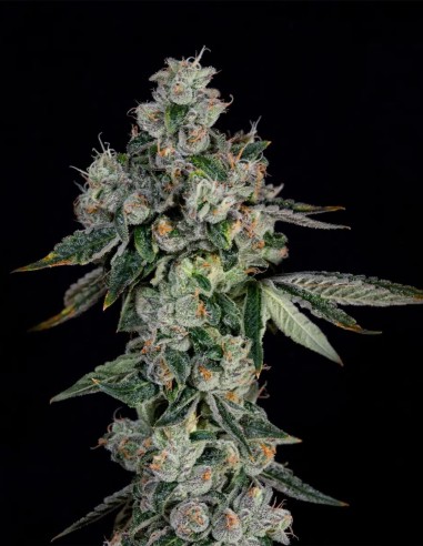 Semillas L.I.I.T. (Wizard Trees) 💥 Sour Alto THC