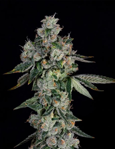 Semillas L.I.I.T. (Wizard Trees) 💥 Sour Alto THC