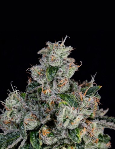 Semillas L.I.I.T. (Wizard Trees) 💥 Sour Alto THC