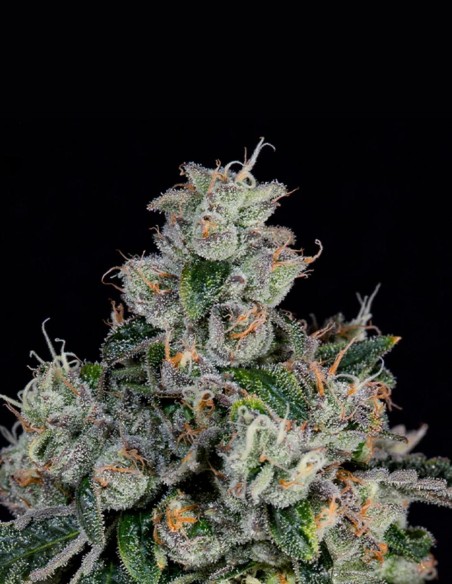 Semillas L.I.I.T. (Wizard Trees) 💥 Sour Alto THC