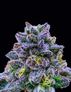 Semillas Uvaz (Wizard Trees) 🍇 Dulce Uva Creativa
