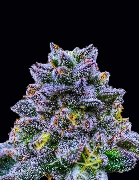Semillas Uvaz (Wizard Trees) 🍇 Dulce Uva Creativa