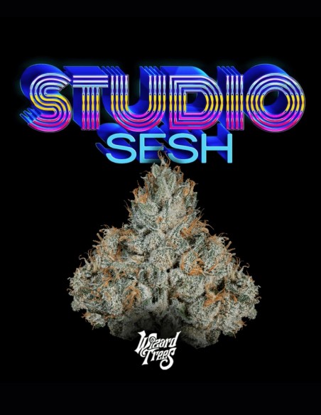 Semillas Studio Sesh (Wizard Trees) 🔥 Bestia 30% THC