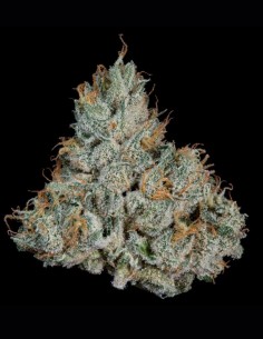 Semillas Studio Sesh (Wizard Trees) 🔥 Bestia 30% THC 2
