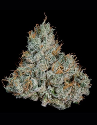 Semillas Studio Sesh (Wizard Trees) 🔥 Bestia 30% THC