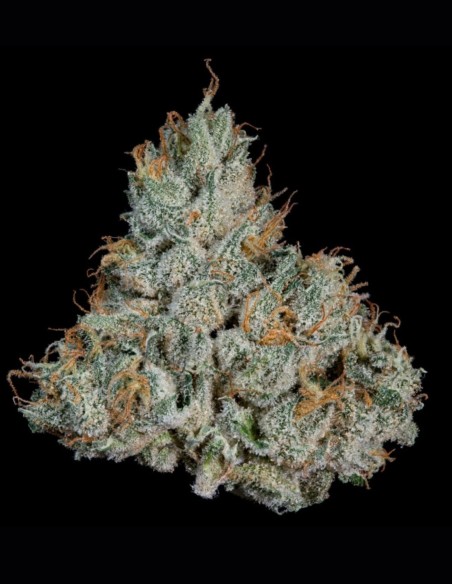 Semillas Studio Sesh (Wizard Trees) 🔥 Bestia 30% THC