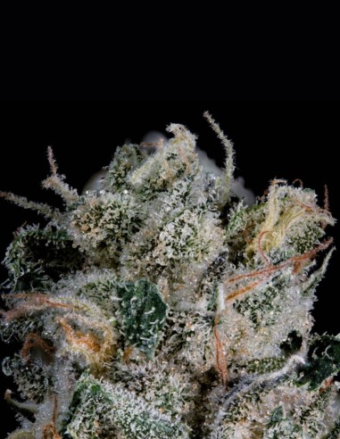 Semillas Studio Sesh (Wizard Trees) 🔥 Bestia 30% THC
