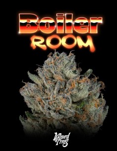Semillas Boiler Room (Wizard Trees) 🌿 Híbrido Equilibrado