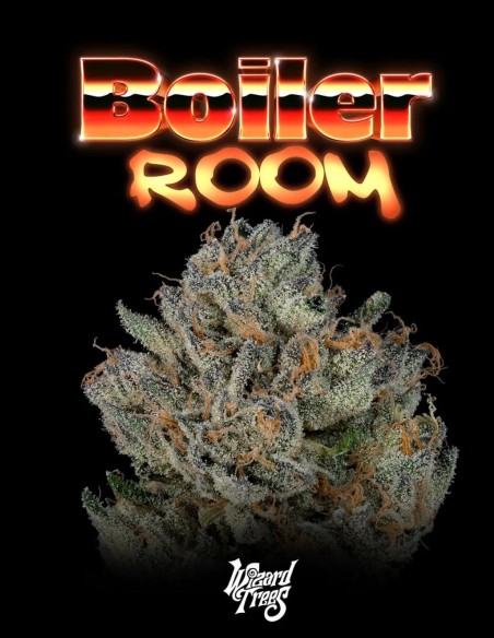 Semillas Boiler Room (Wizard Trees) 🌿 Híbrido Equilibrado