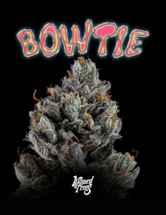 Semillas Bowtie (Wizard Trees) 🌿 Equilibrada 25% THC