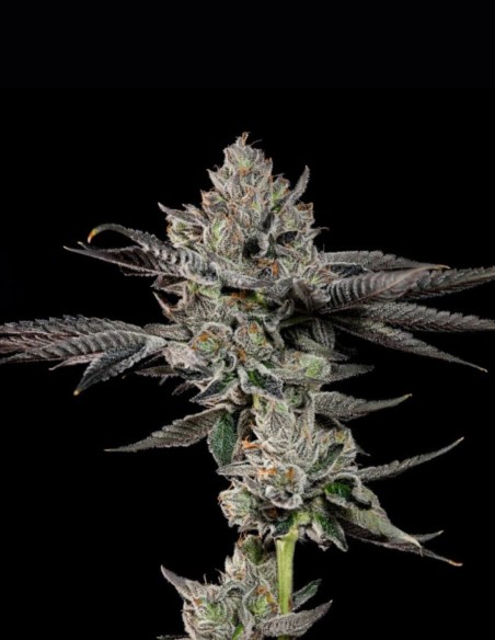 Semillas Bowtie (Wizard Trees) 🌿 Equilibrada 25% THC