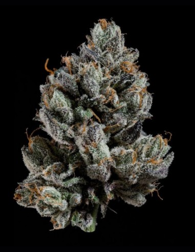 Semillas Bowtie (Wizard Trees) 🌿 Equilibrada 25% THC