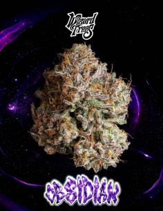 Semillas Obsidian (Wizard Trees) ❄️ Potencia Escarchada