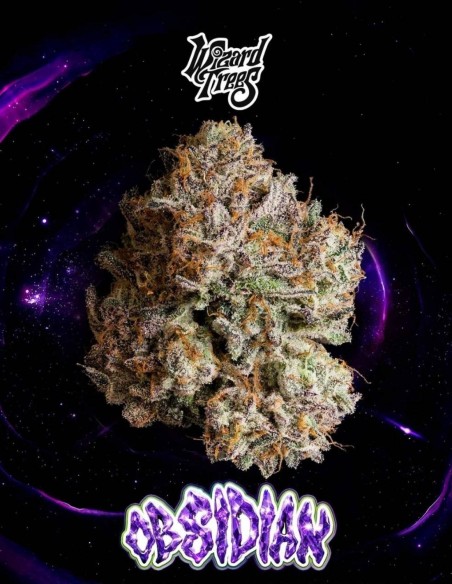 Obsidian Seeds (Wizard Trees) ❄️ Frosty Power