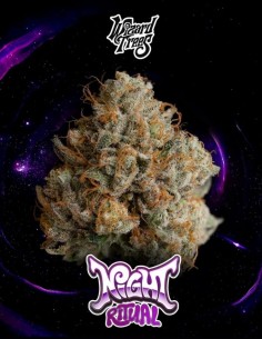 Semillas Night Ritual (Wizard Trees) 🌴 Relax Tropical