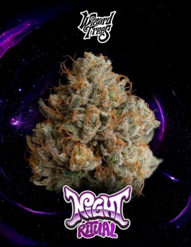 Night Ritual Seeds (Wizard Trees) 🌴 Tropical Relax