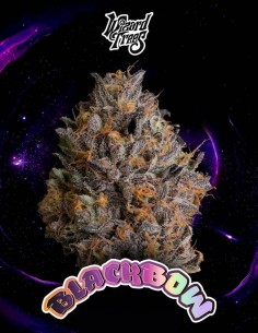 Semillas Black Bow (Wizard Trees) 🌿 Alta Producción
