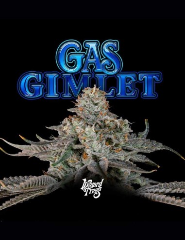 Semillas Gas Gimlet (Wizard Trees) 💥 Híbrido 30% THC