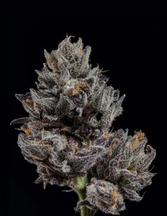 Semillas Knightcap (Wizard Trees) 🌿 Cogollos Resinosos 2