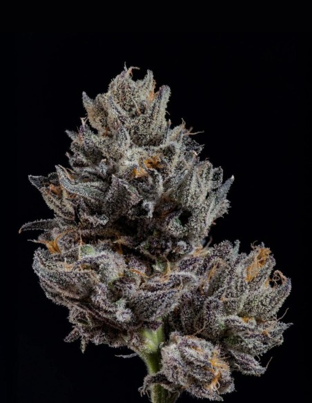 Semillas Knightcap (Wizard Trees) 🌿 Cogollos Resinosos