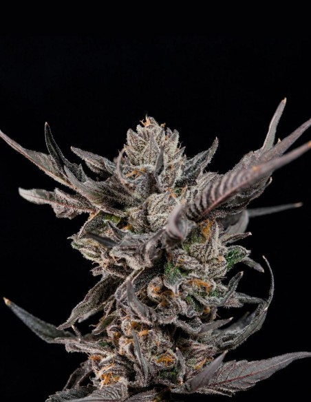Semillas Knightcap (Wizard Trees) 🌿 Cogollos Resinosos