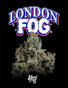 Semillas London Fog (Wizard Trees) 🍒 Terpenos Frutales