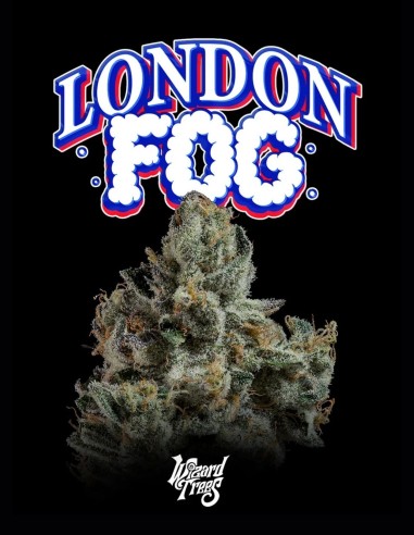 Semillas London Fog (Wizard Trees) 🍒 Terpenos Frutales