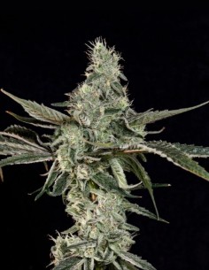 Semillas London Fog (Wizard Trees) 🍒 Terpenos Frutales 2